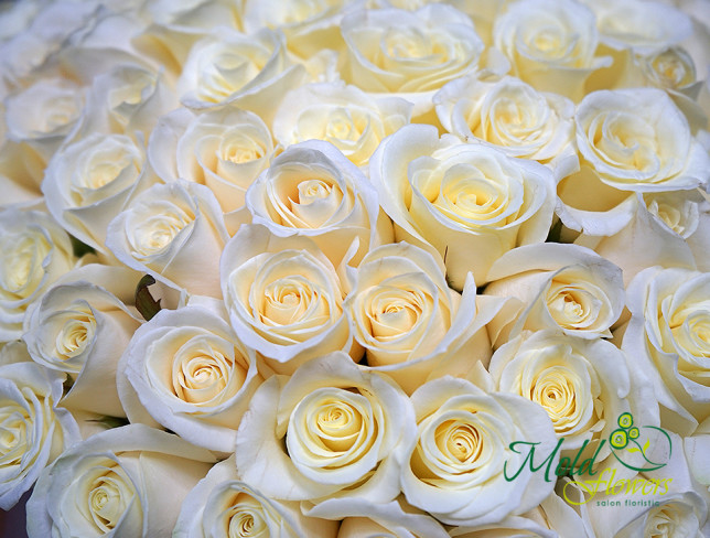 Коробка из 101 белой розы (под заказ, 10 дней) Фото